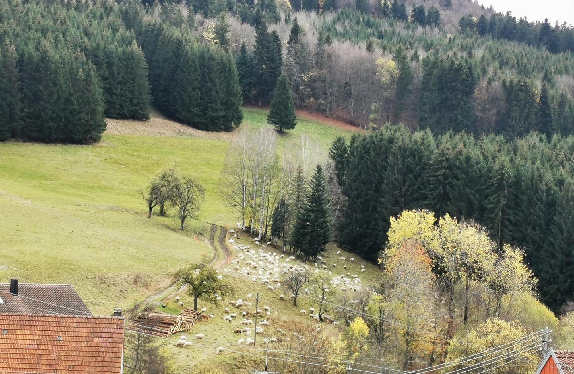 Hausen am Tann Ferienwohnung Blick Rappenstein מראה חיצוני תמונה